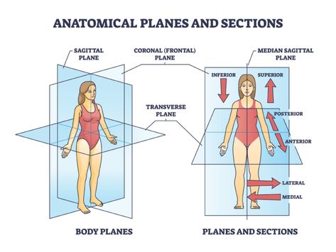 Anatomy Planes And Sections, Planes Of The Body Anatomy, Body Planes Anatomy, Orthopaedic Nursing, Anatomical Planes, Body Planes, Anatomical Position, General Anatomy, Total Body Workouts