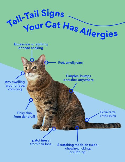 Cat Allergy Medicine: What Can I Give My Cat for Allergies? | BeChewy Cat Allergy, Swollen Lips, Cat Sneezing, Cat Medicine, Carpet Diy, Natural Cat Food, Allergic To Dogs, Allergy Medicine, Allergic To Cats