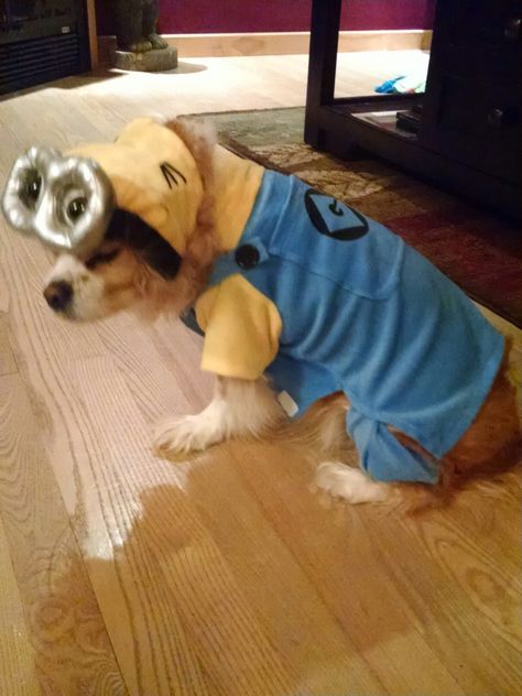 Minion dog costume Minion Dog, Minion Dog Costume, Minion Costume, Minion Costumes, Dog Costume, Minion, Dogs, Animals, Minions