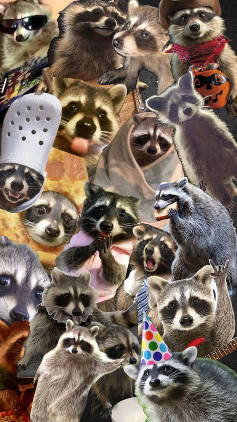 funny and cute raccoons to make your day better lol!! #funnyraccoons #cuteraccoons #raccooncollage Raccoon Party, Raccoon Art, Funny Rats, Pet Raccoon, Baby Raccoon, Cut Animals, Cute Raccoon, Raccoon Funny, Trash Panda