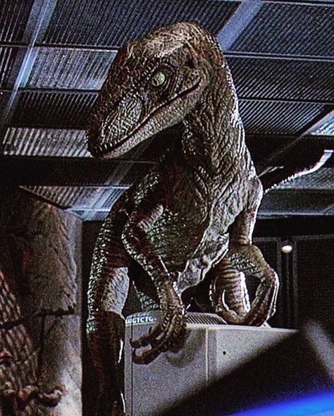 Jurassic Park Dinosaurs Image, Velociraptor Jurassic Park, Jurassic Park Velociraptor, Jurassic Park Raptor, Jurassic World Wallpaper, Prehistoric Animals Dinosaurs, Jurassic World Movie, Raptor Dinosaur, Jurassic Park 1993