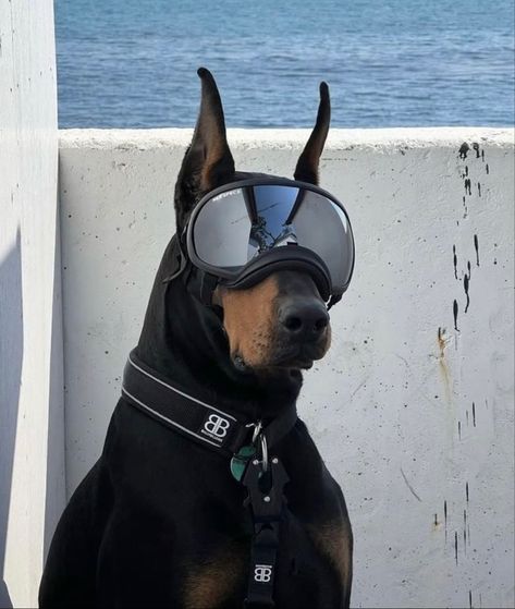 Dog Goggles, Dog Sunglasses, Doberman Pinscher Dog, Scary Dogs, Doberman Puppy, Doberman Dogs, Pretty Dogs, Doberman Pinscher, Doberman