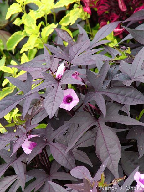 Ipomoea batatas (plantules pourpre feuilles en fleur) Ipomea Plant, Sweet Potato Vine Planter, Potato Vine Planters, Ipomoea Batatas, Mediterranean Balcony, Canna Bulbs, Window Herb Garden, Sweet Potato Plant, Garden Line