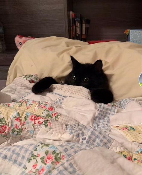 Black Cat In Bed, Black Kitties, Black And White Cat, Bedtime Story, Cat Books, Silly Animals, Cat Person, Silly Cats, Cat Care