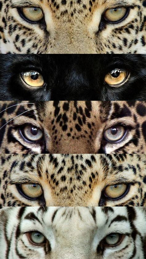 Animals Eyes, Leopard Eyes, Eyes Aesthetic, Financially Free, Extinct Animals, 9 To 5, Print Wallpaper, Leopards, Aesthetic Collage