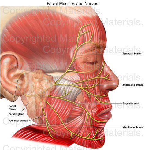 Facial Muscles and Nerves Facial Muscles Anatomy, Muscle Face, Nerve Anatomy, Eye Muscles, Ear Reflexology, Human Muscle Anatomy, Muscles Of The Face, Facial Bones, Facial Anatomy