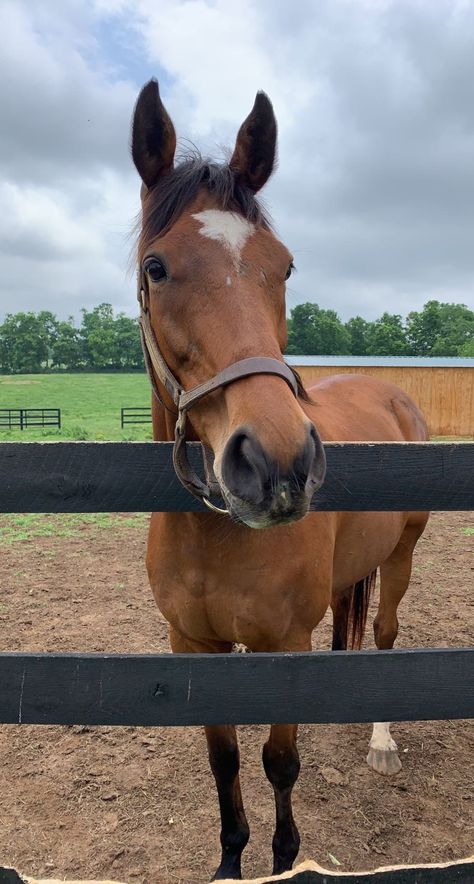 Rodeo Horses, Bay Horse, Horse Aesthetic, Thoroughbred Horse, Brown Horse, Cute Horses, Horse Life, Pretty Horses, Horse Pictures