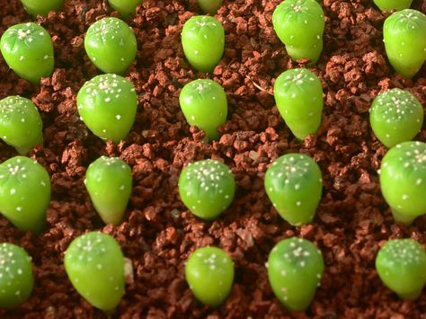 Follow these instructions for growing cacti from seed and you will surely be successful. It is best to use fresh seed when growing most cacti... Growing Cactus From Seed, Flower Pokemon, Flower Trailer, Flower Movie, Propagating Cactus, Flower Bookey, Growing Cactus, How To Grow Cactus, Flower Film