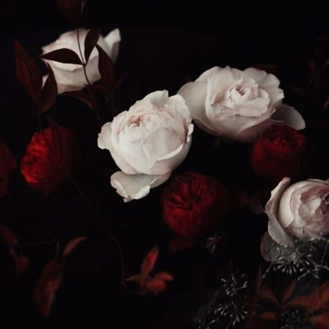 Vampire Core, Vampire Aesthetic, Red And Pink Roses, Rosé Aesthetic, Romantic Goth, Paper Floral, Gothic Aesthetic, Baldur's Gate, Goth Aesthetic