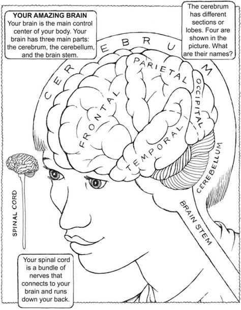 Nervous System Coloring Pages, Brain Coloring Page, Brain Drawing, Human Body Activities, Human Body Unit, Coloring Contest, Brain Anatomy, The Human Brain, Biology Lessons