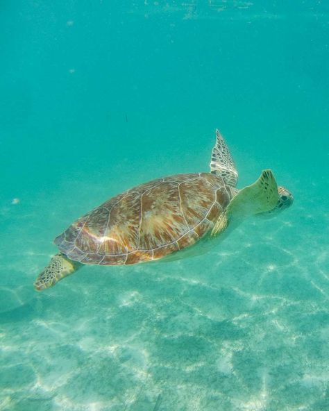 15 Things to Know BEFORE Visiting Akumal Beach, Mexico Swimming With Turtles, Akumal Beach, Akumal Mexico, Wellness Resort, Mexico Beach, Yucatan Peninsula, Amy Rose, Beach Scenes, Mexico Travel