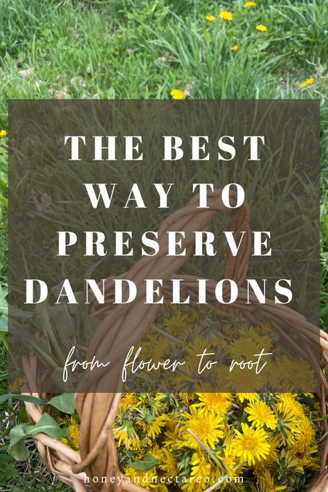 Preserving Dandelions- Honey & Nectar Co. Dandelion Preservation, Dandelion Oil, Fat Burning Breakfast, Edible Weeds, Goat Milk Recipes, Preserving Herbs, Dandelion Tea, Dandelion Leaves, Dandelion Root