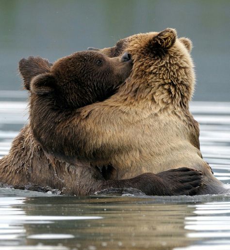 Come On Give Me a Hug! Bears Cuddling, Bears Hugging, Bears In Love, Good Night Teddy Bear, Kodiak Bear, Brown Bears, Bear Pictures, About Animals, Love Hug