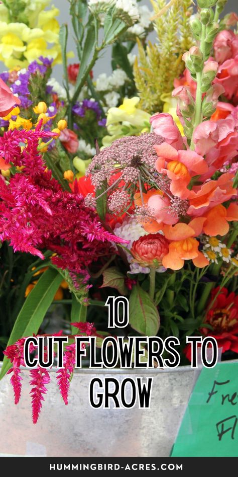 Say goodbye to store-bought flowers! Grow these easy and colorful cut flowers for a beautiful, natural touch to your home. Cut Flower Garden Ideas, Easy Flowers To Grow, Cut Flowers To Grow, Garden Full Of Flowers, Easiest Flowers To Grow, Growing Cut Flowers, Easy Flowers, Flowers To Grow, Raised Bed Gardening