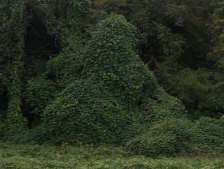 preparing kudzu vines for weaving Weaving Baskets, Twig Furniture, Natural Baskets, More Than Enough, Diy Weaving, Outdoor Inspirations, Paper Folding, Basket Weave, Types Of Art