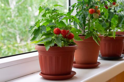 Windowsill Vegetable Garden: 17 Edibles You Can Grow Indoors Growing Lettuce Indoors, Growing Tomatoes Indoors, Growing Vegetables Indoors, Tips For Growing Tomatoes, Indoor Vegetables, Windowsill Garden, Growing Lettuce, Indoor Vegetable Gardening, Growing Veggies