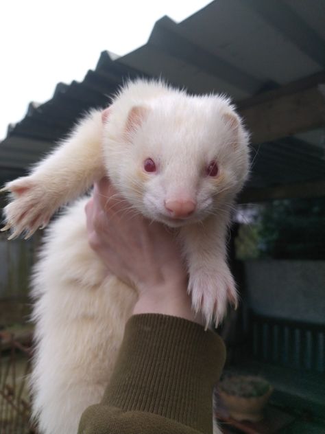 An albino ferret held aloft infront of an old shed Albino Ferret, Dr Pets, Blonde Ferret, Albino People, White Ferret, Albino Animals, Golden Rose, Weird Animals, Ferret