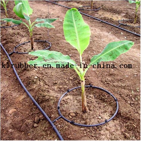 PVC Drip Irrigation Pipe for Fruit Trees and Vegetables Drip Irrigation System Design, Tree Irrigation, High Tunnel, Hoop House, House Frame, Garden Watering System, Rubber Products, Vegetable Garden Diy, Home Grown Vegetables