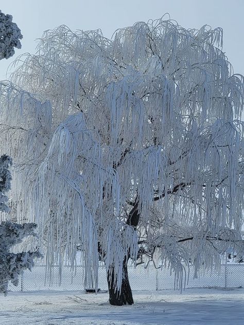 Frozen Scenes, Beautiful Winter Pictures, Ice Photography, Old Time Christmas, Weeping Willow Tree, Storm Photography, Ice Storm, Picture Places, Christmas Phone Wallpaper