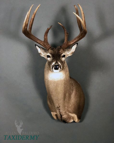 Whitetail Deer Taxidermy, Deer Mount Ideas Taxidermy, Whitetail Deer Mounts Taxidermy, Deer Taxidermy Ideas, Whitetail Deer Mounts, Deer Shoulder Mount Ideas, Buck Mounts Ideas, Deer Mounts Ideas, Pedestal Deer Mount Ideas