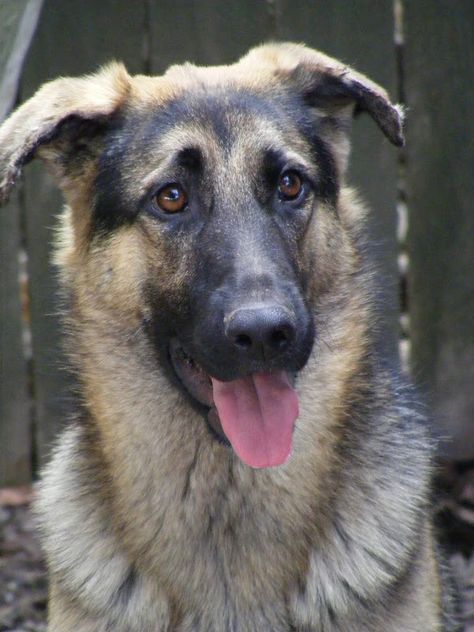 Lets see those GSD's with floppy ears!! | German Shepherds Forum Dog Breeds With Floppy Ears, German Shepherd Ears, Red German Shepherd, German Shepherd Side View, Old German Shepherd, Tired Puppy, German Shepherd Floppy Ears, Shiloh Shepherd, German Shepherd Growling