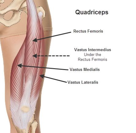 The four heads that make up the quadriceps femoris. Quadriceps Femoris, Quad Muscles, Hamstring Muscles, Workout Men, Quad Exercises, Human Body Anatomy, Leg Day Workouts, Muscle Relief, Hip Flexors