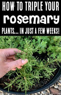 How To Care For Rosemary Plant Indoors, Rosemary Garden Ideas, When To Plant Rosemary, Planting Lavendar And Rosemary, Herb Planting Ideas, Rosemary Garden Landscapes, How To Make A Herb Garden, Rosemary Plant Care Outdoors, Growing Rosemary Outdoors