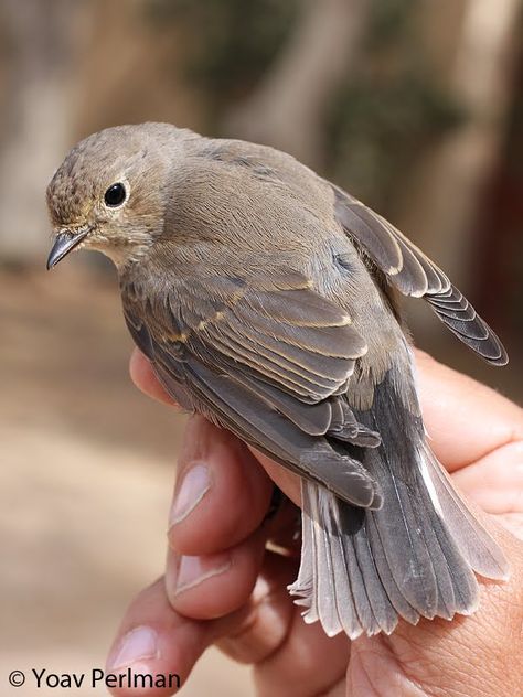 Dynamic Bird Photography, Bird Reference Photos For Artists, Flycatcher Bird, Bird Sitting, Birds Photos, Reference Photos Animals, Birds Reference, Bird Reference Photos, Birds Photography