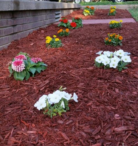 Magellan zinnia, white petunia, marigolds, flower bed red mulch. Magellan Zinnia, Mulch Flower Bed Ideas, Marigolds Flower, Red Mulch, Marigolds In Garden, Modern Garden Landscaping, Garden Mulch, House Upgrades, Mulch Landscaping