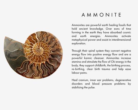 Ammonites are powerful earth healing fossils that hold ancient knowledge. Over eons of time forming in the earth they have absorbed cosmic and earth energies. Ammonites activate metaphysical power and assist in interdimensional exploration. Through their Ammonite Fossil Meaning, Earth Healing, Chi Energy, Natural Inspiration, Increase Stamina, Crystals Healing Properties, Ammonite Fossil, Spiritual Crystals, Gemstone Meanings