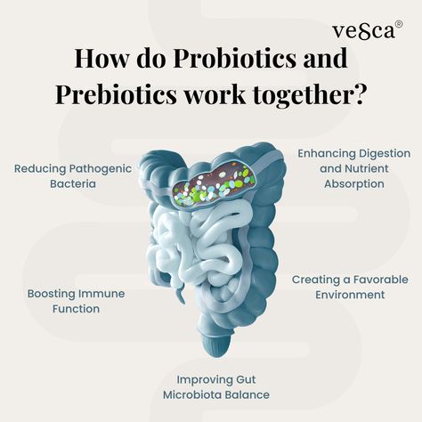 How do Probiotics and Prebiotics work together? Probiotics introduce beneficial bacteria, while prebiotics feed them. A perfect synergy for your gut! 🌿💚 probiotics, prebiotics, gut health, wellness, digestive health, healthy living, beneficial bacteria, gut synergy #GutHealth #Wellness #Vesca #Probiotics #Prebiotics #HealthyLiving #digestivehealth Gut Health Probiotics, Pill Packaging Design, Best Probiotics For Gut Health, Probiotics For Women Gut Bacteria, Probiotics And Prebiotics, Probiotics Prebiotics, Pill Packaging, Prebiotics And Probiotics Supplement, Gut Microbiota