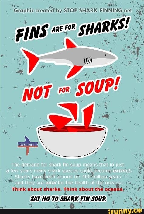 Sharks Poster, Soup Poster, Shark Species, Shark Conservation, Save The Sharks, Shark Facts, Animal Activism, African Cichlids, Shark Fin