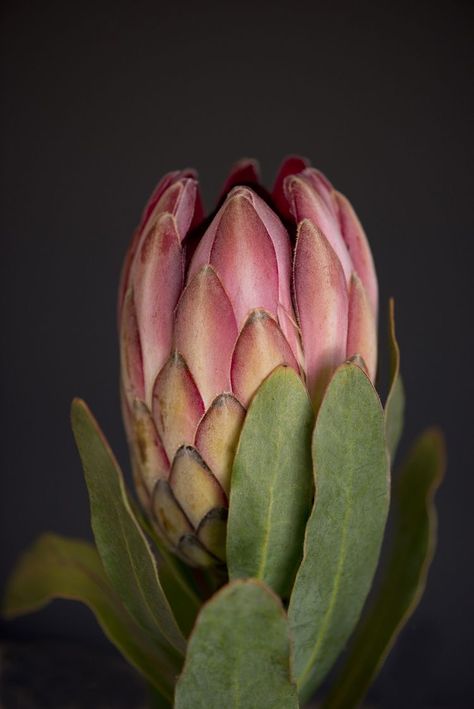 Protea Art, Protea Flower, Australian Native Flowers, Hybrid Tea Roses, Rare Flowers, Floral Photography, Watercolor Art Lessons, Flower Art Painting, Botanical Wall Art