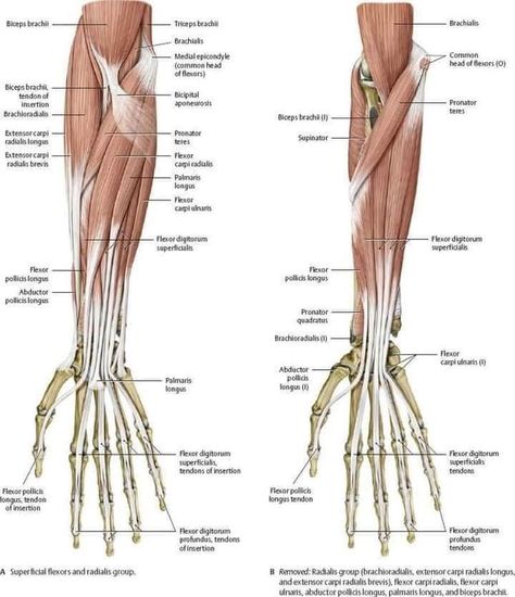 Forearm Muscle Anatomy, Human Anatomy Picture, Body Muscle Anatomy, Arm Anatomy, Human Muscle Anatomy, Anatomy Bones, Human Body Organs, Forearm Muscles, Gross Anatomy