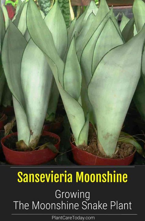 Sansevieria Moonshine: Growing The Moonshine Snake Plant Moonshine Snake Plant Care, Snake Plant Moonshine, Snake Plant Varieties Chart, Sansivera Moonshine, Moonshine Snake Plant, Moonshine Plant, Moonshine Sansevieria, Sansevieria Moonshine, Mother In Law Plant