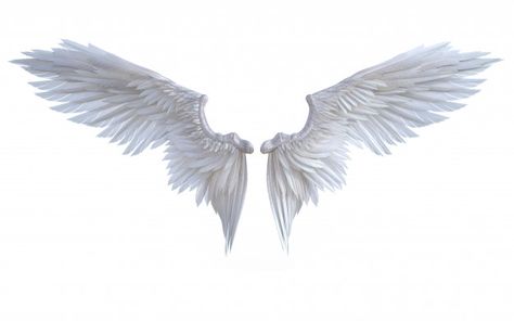 Angel Wings Images, Tattoo Crane, Angelic Wings, Wings Sketch, Ali D'angelo, Angel Wings Illustration, Background Fashion, Wings Png, White Wing