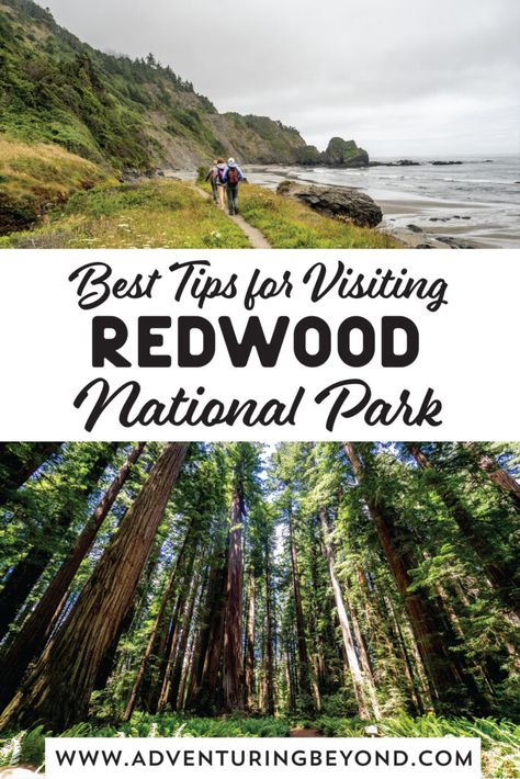 Stunning 3 Days in Redwood National Park - Adventuring Beyond Redwood National Park Itinerary, Forest Vacation, Redwoods National Park, Florida National Parks, Colorado National Parks, Congaree National Park, Yosemite Trip, Wind Cave National Park, Gunnison National Park