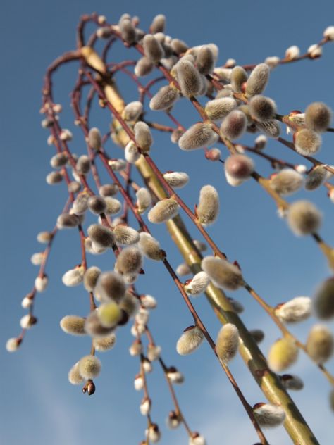 Pussywillow Tree, Willow Bush Plants, Weeping Willow Aesthetic, Weeping Willow Meaning, Weeping Pussywillow, Purple Weeping Willow Tree, Willow Bush, Types Of Shrubs, Weeping Willow Tree