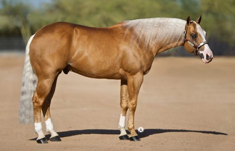 Palomino Quarter Horse, Palomino Horses, Quarter Horse Stallion, Aqha Horses, Buckskin Horse, Horse Reining, Reining Horses, Palomino Horse, Quarter Horses