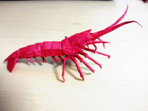 Shrimp | by Kôta Imai Origami Shrimp, Shrimp Tattoo, Pet Shrimp, Origami Insects, Origami Diagrams, Arthropods, Crustaceans, Paper Folding, Human Design