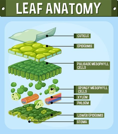 Leaf Structure Biology, Plant Physiology Aesthetic, Internal Structure Of A Leaf, Leaf Structure And Function, Structure Of A Leaf, Leaf Diagram, Leaf Anatomy, Botany Notes, Photosynthesis Projects