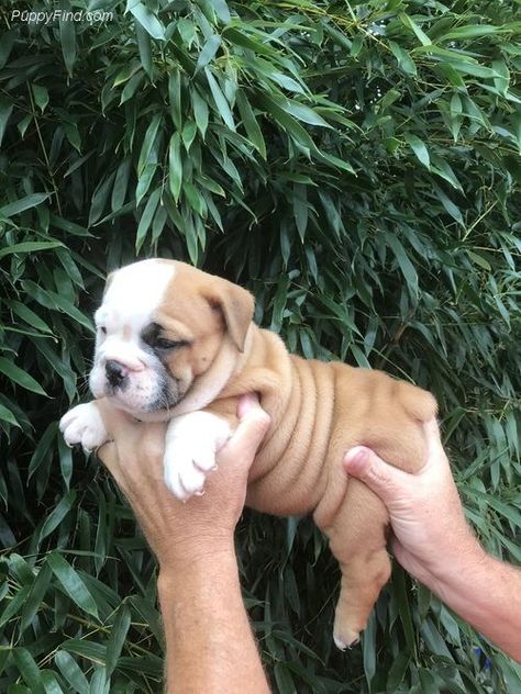 Miniature English Bulldog Puppies For Sale | Pewaukee, WI English Bulldog Puppies For Sale Near Me, Charcoal Lab Puppies, Baby English Bulldogs, Aussie Doodle Puppy, Alaskan Klee Kai Puppy, Miniature English Bulldog, Miniature Bulldog, English Bulldog For Sale, Baby Bulldogs