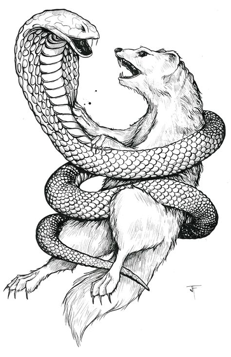 Mongoose tat Idea# 2 King Cobra, A Snake, Drawings