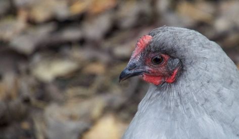 Americauna Chickens, Ameraucana Chicken Colors, Lavender Chicken Breed, Lavender Chicken, Lavender Orpington Chickens, Bantam Breeds, Ameraucana Chicken, Blue Laced Gold Wyandotte Chicken, Silver Laced Polish Chickens