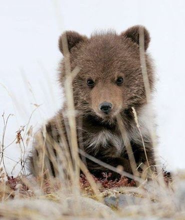 Wake Up, Baby Bear!  It's Spring Time! Bear Personality, Baby Bears, Animal Babies, Nosara, Brother Bear, Bear Cubs, Appaloosa, Amazing Animals, Quarter Horse