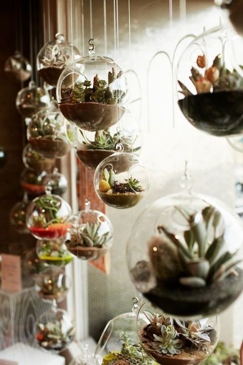 Hanging Terrarium, Hanging Succulents, Outdoor Garden Decor, Have Inspiration, Terraria, Succulent Terrarium, Glass Terrarium, Succulent Garden, Kew Gardens