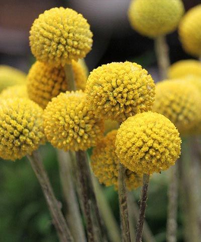 Wedding Flowers by Season - ProFlowers Blog Flowers Australia, Flower Identification, Billy Balls, Billy Buttons, Flower Garden Design, Coastal Gardens, Cut Flower Garden, Fresh Flowers Arrangements, Unique Plants