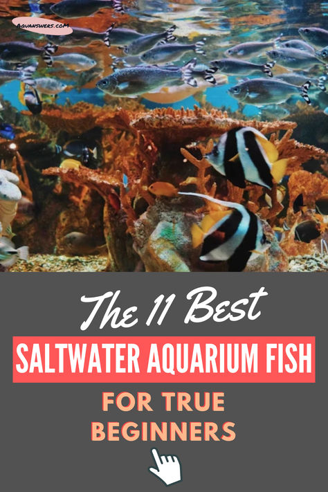 Here is a 11 Easy Saltwater Aquarium Fish for Beginners Large Fish Tank Ideas Living Rooms, Fish For Beginners, Saltwater Aquarium Setup, Large Fish Tanks, Fish Tank Cleaning, Saltwater Aquarium Fish, Fish Ideas, Saltwater Fish Tanks, Fishing For Beginners