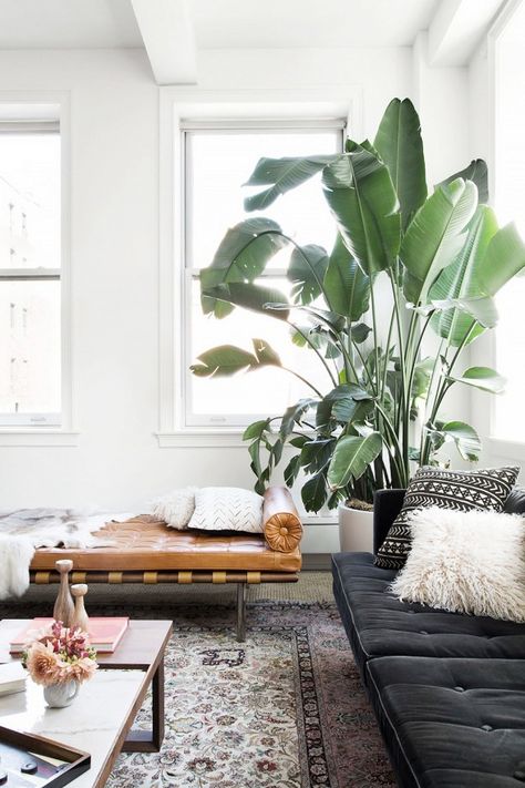 A bright living room with a large indoor plant and a leather day bed Interior Boho, Indoor Trees, Deco Nature, Bright Living Room, Big Plants, Plant Decor Indoor, House Design Photos, Gallery Walls, Growing Indoors