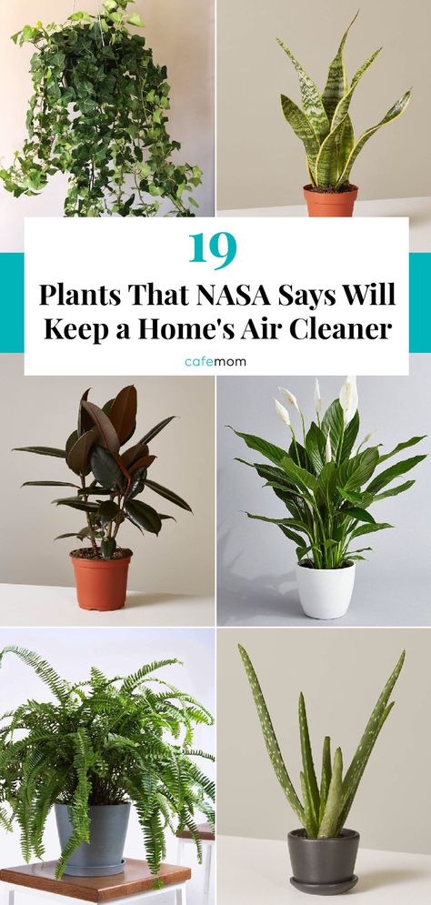 Planet Decor, Air Cleaning Plants, Air Purifying House Plants, Household Plants, Inside Plants, Aloe Plant, Pothos Plant, Fast Growing Trees, Best Indoor Plants